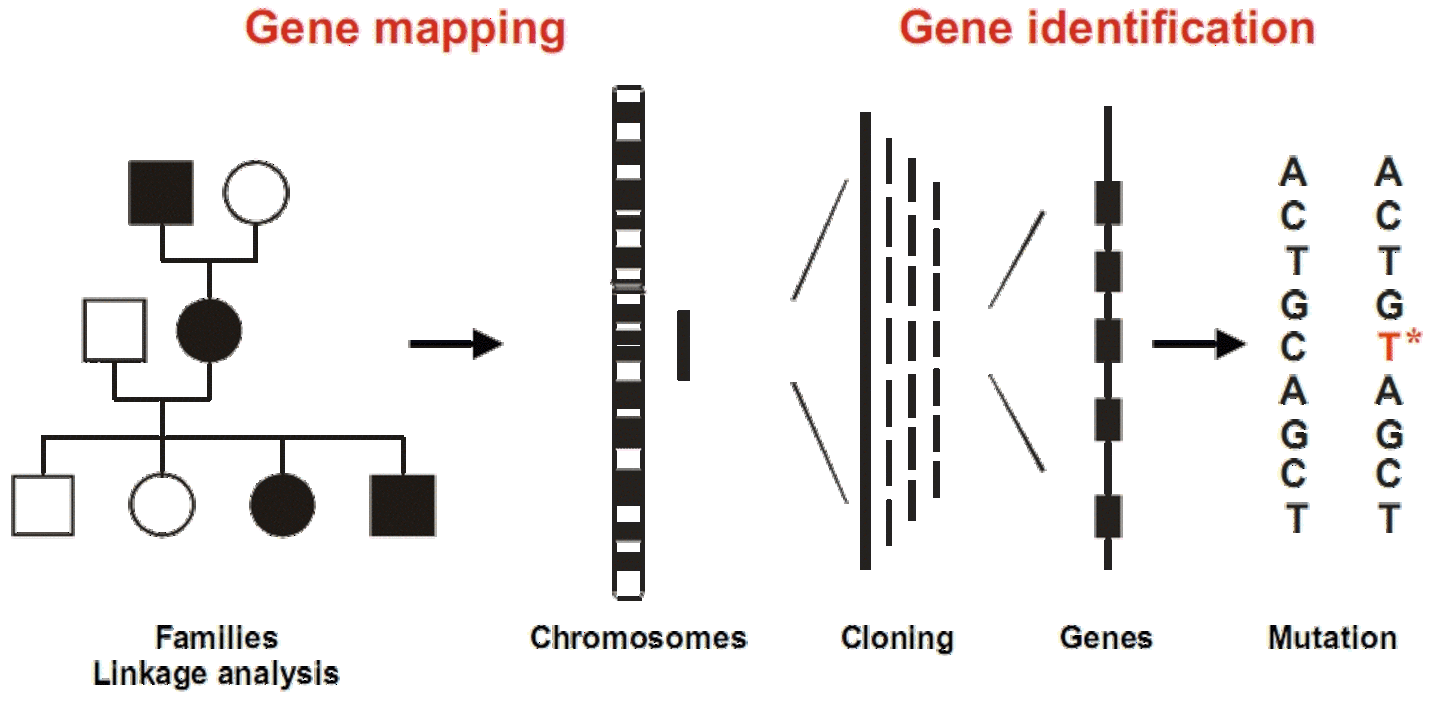 Flanking Gene Method - CoGepedia